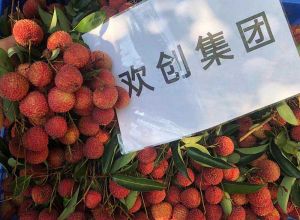 夏日好“枝”味，华体买球集团发福“荔”啦